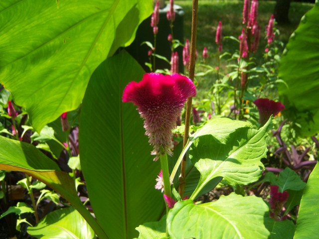 Celosia argentea 'Heirloom Giant Burgundy' on 7-1-12, #104-7.