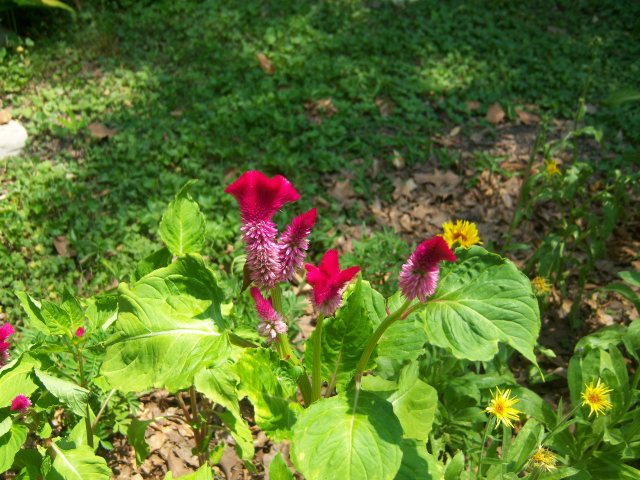 Some of the flowers were a little strange...