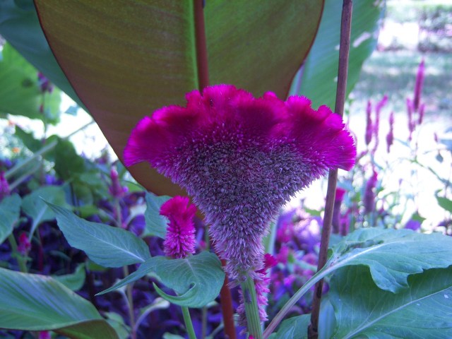 Celosia argentea 'Heirloom Giant Burgundy' on 7-19-12, #111-5.