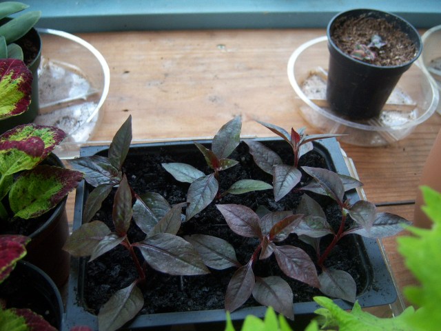 Alternanthera brasiliana 'Purple Knight' cuttings on 10-8-12 (#120-1)