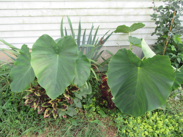#274-25, Colocasia esculenta.JPG