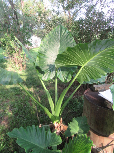 #274-3, Alocasia 'Calidora' 1.JPG