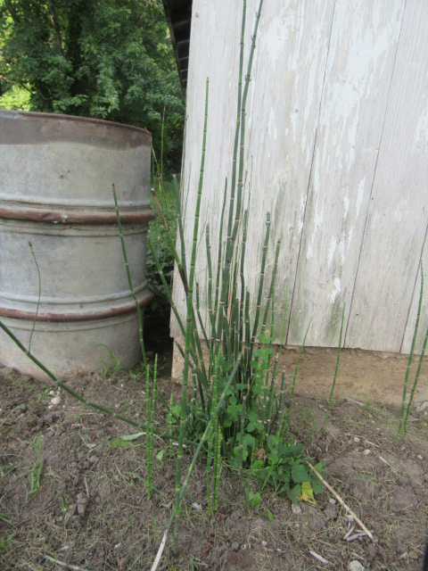 #274-31, Equisetum hyemale.JPG