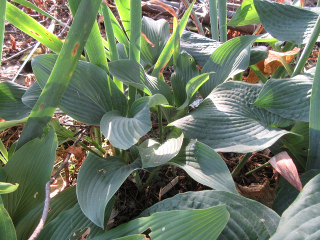#274-35, Hosta 'Krossa Regal'.JPG