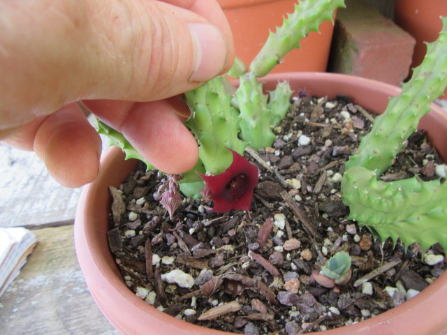 #274-42, Huernia schneideriana flower.JPG
