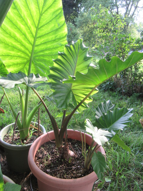 #274-7, Alocasia 'Portora' 1.JPG