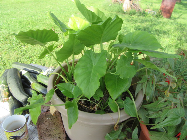 #274-9, Alocasia odora.JPG