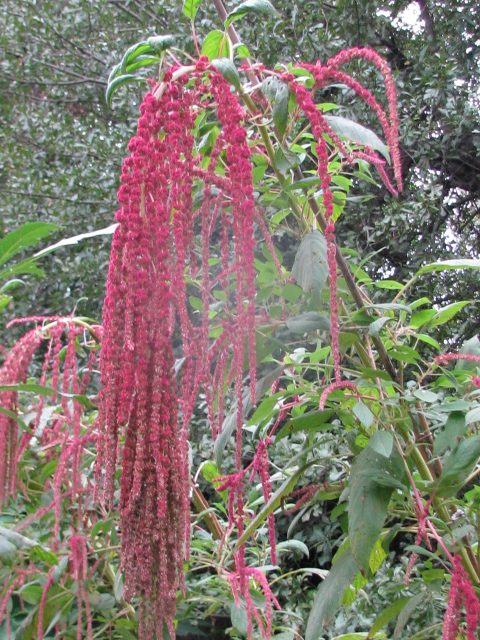 Amaranthus caudatus 'Love Lies Bleeding' on 9-22-09. #39-8.