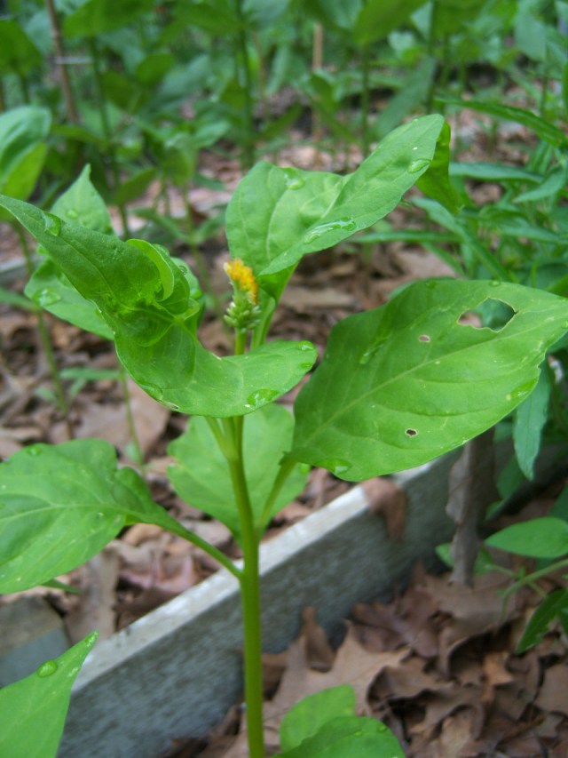 Celosia 'Bombay Pink' seedling on 6-2-12, #95-18.
