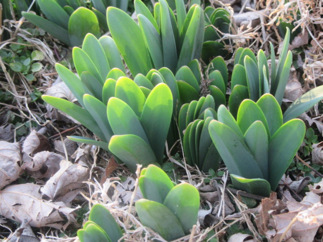 Amaryllis belladonna on February 11, 2017.