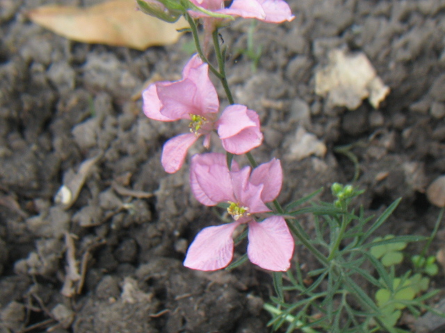Consolida ajacis in pink on 6-14-08, #19-05.