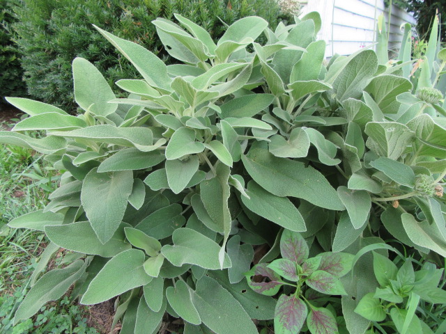 Phlomis 'Edward Bowles' 1.JPG