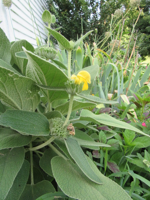Phlomis 'Edward Bowles' 2.JPG