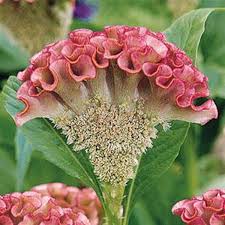 Celosia 'Bombay Pink' courtesy of PanAmerican Seed.