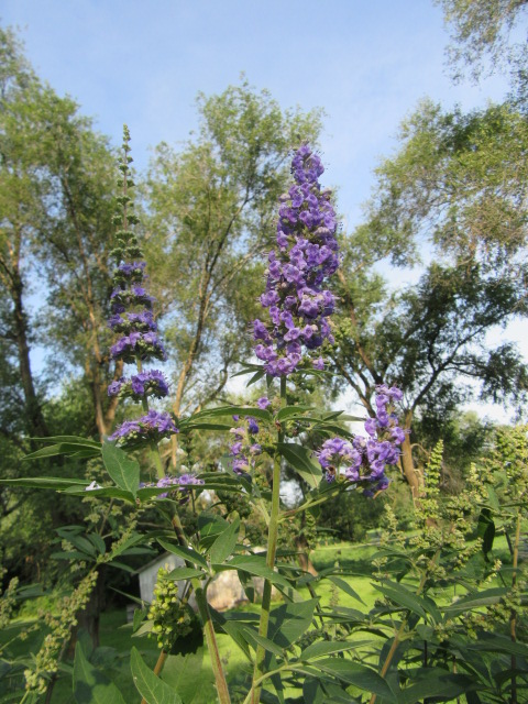 Vitex agnus-castus 'Shoal Creek' flowers.JPG
