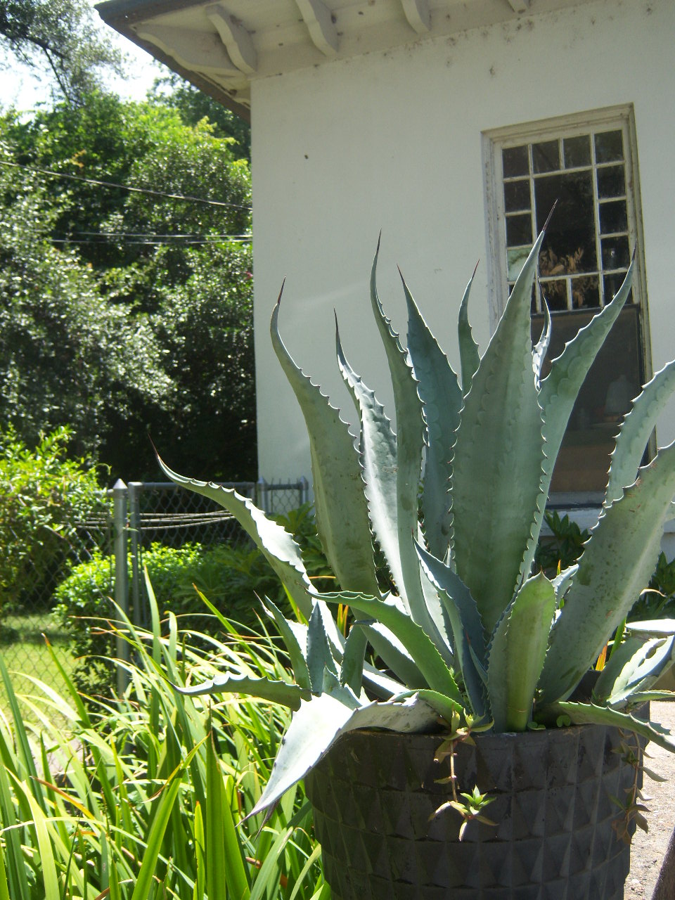 1 Agave americana var. protoamericana 'Funky Toes' アガベ プロト