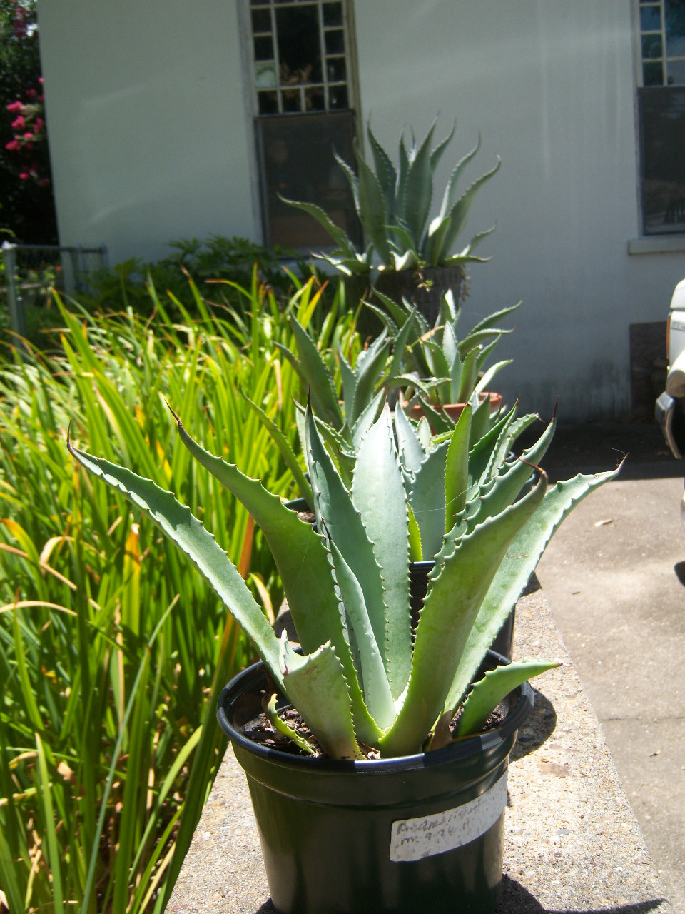 現品】アガベ プロトアメリカーナ ファンキートゥース