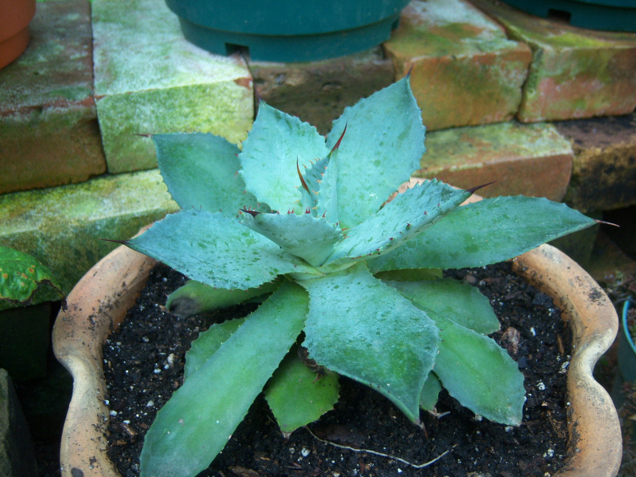 Agave potatorum (Butterfly Agave) « The Belmont Rooster