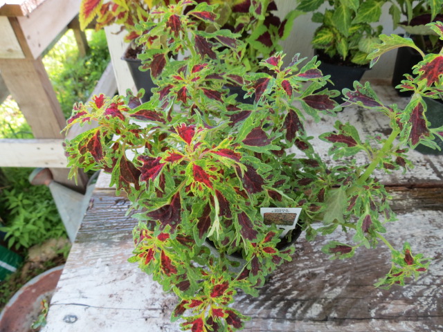 Coleus scutellarioides 'India Frills'  The Belmont Rooster