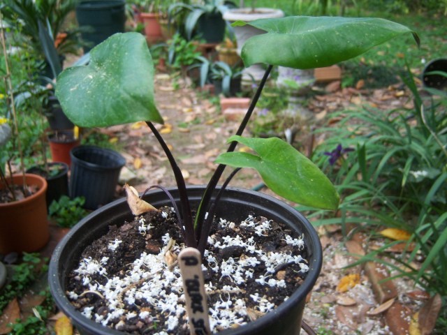 Alocasia macrorrhizos 'Black Stem'  The Belmont Rooster
