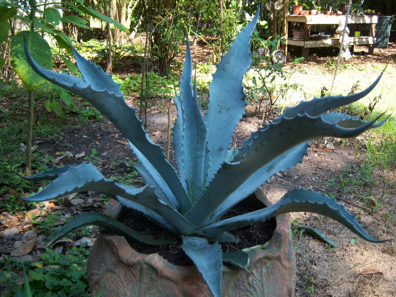 1 Agave americana var. protoamericana 'Funky Toes' アガベ プロト