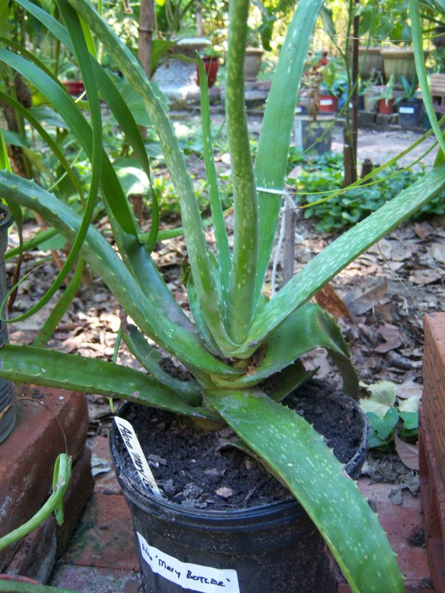 Aloe vera 'Mary Botler' (syn. Aloe barbadensis) (Aloe Vera)  The Belmont  Rooster
