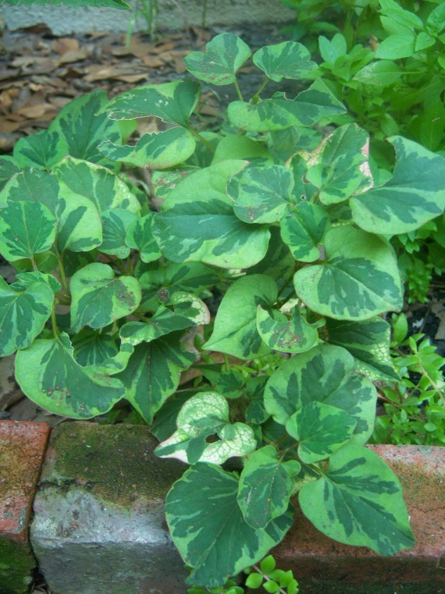 Houttuynia cordata 'Chameleon'  The Belmont Rooster