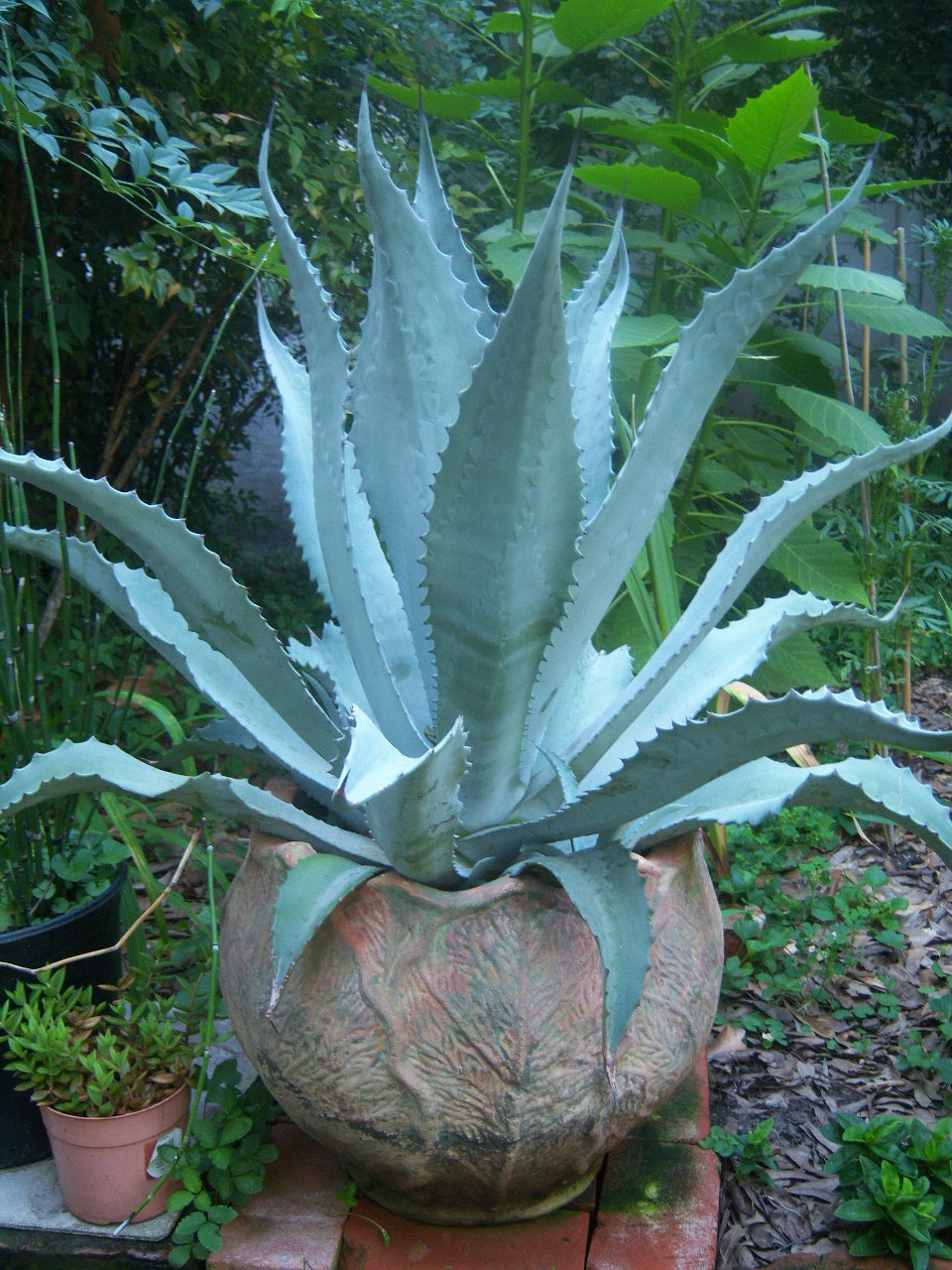 Agave americana var. protoamericana 'Funky Toes' アガベ プロト