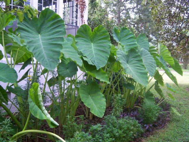 buy philodendron mcdowell Philodendron 'Mcdowell' main image 1
