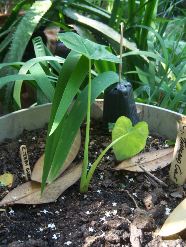 Leucocasia gigantea 'Thailand Giant' (Syn. Colocasia gigantea 'Thailand  Giant')  The Belmont Rooster