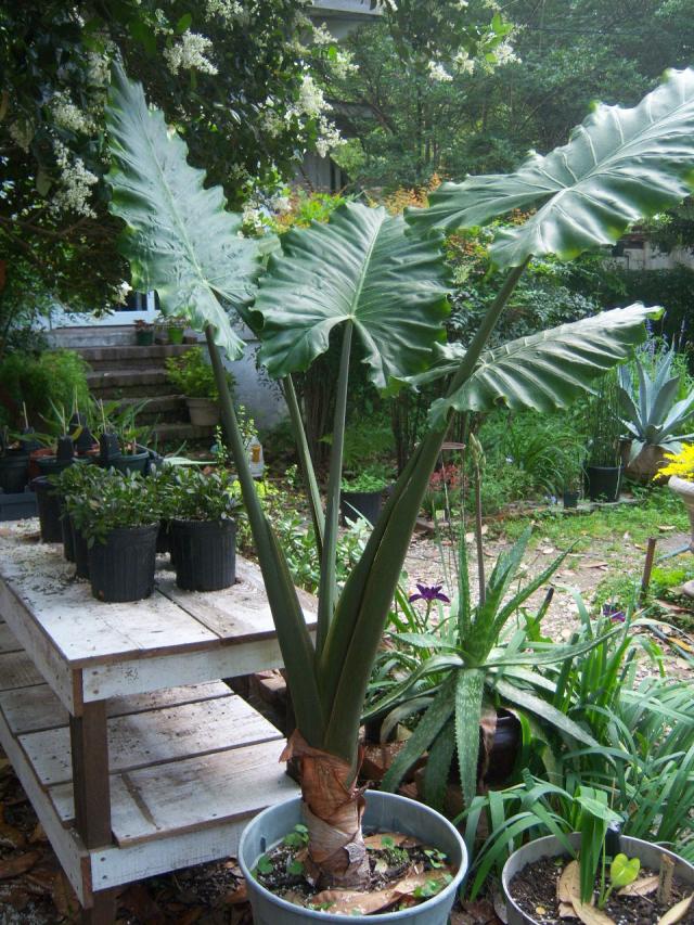 Alocasia 'Portora'  The Belmont Rooster