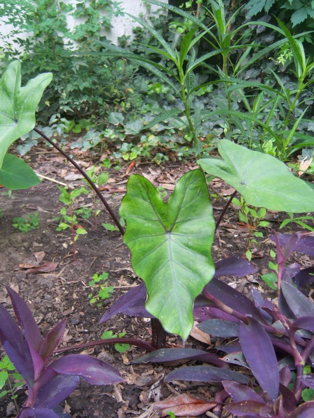 Colocasia fontanesii (Black Stem Elephant Ear, Black Taro)  The Belmont  Rooster