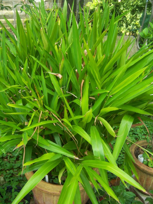 Alpinia zerumbet (Shell Ginger) « The Belmont Rooster