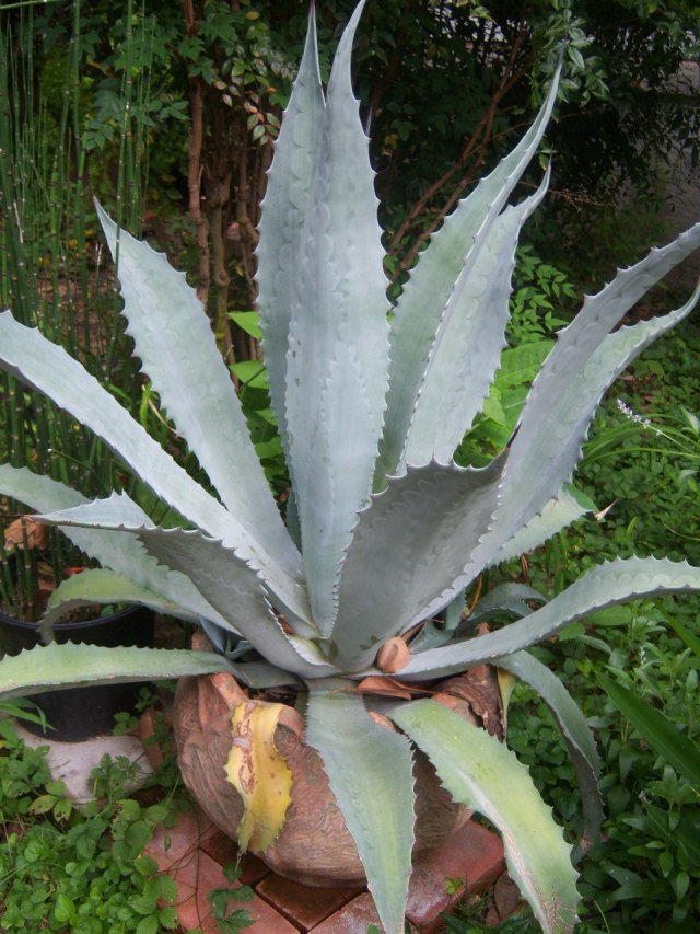 Asparagaceae Family:  The Belmont Rooster
