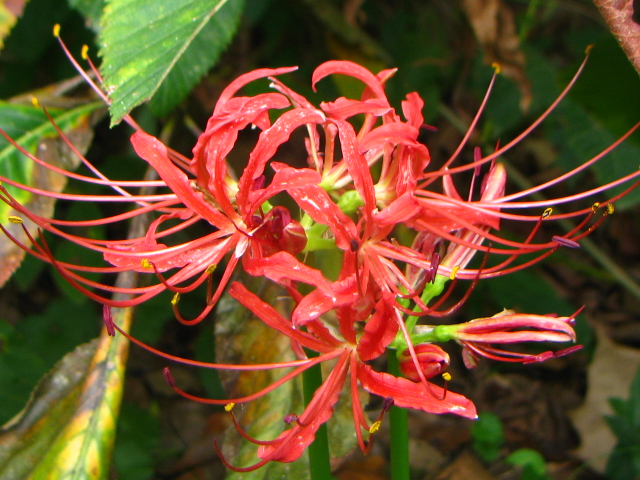 Lycoris radiata (Spider Lily)  The Belmont Rooster