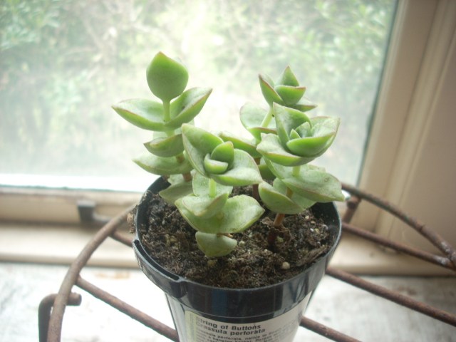 succulent yellow leaves Artificial_ Succulent Echeveria Green Leaves w/yellow center