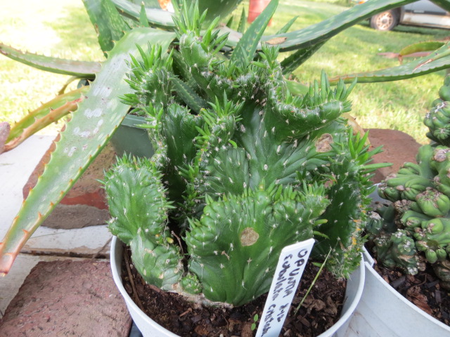 Austrocylindropuntia subulata f. cristata (Crested Eve's Needle)  The  Belmont Rooster