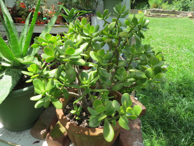 gollum jade plant Crassula ovata 'Gollum' (Gollum Jade)  Diameter Plants