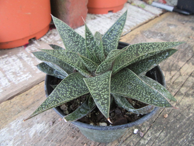 x Gasteraloe 'Flow'  The Belmont Rooster