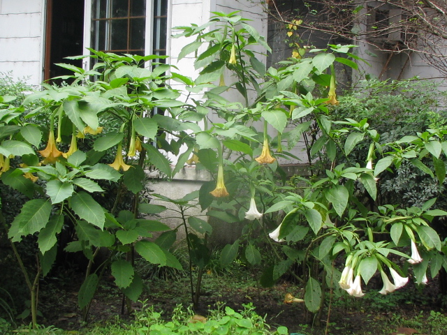 Solanaceae Family:  The Belmont Rooster
