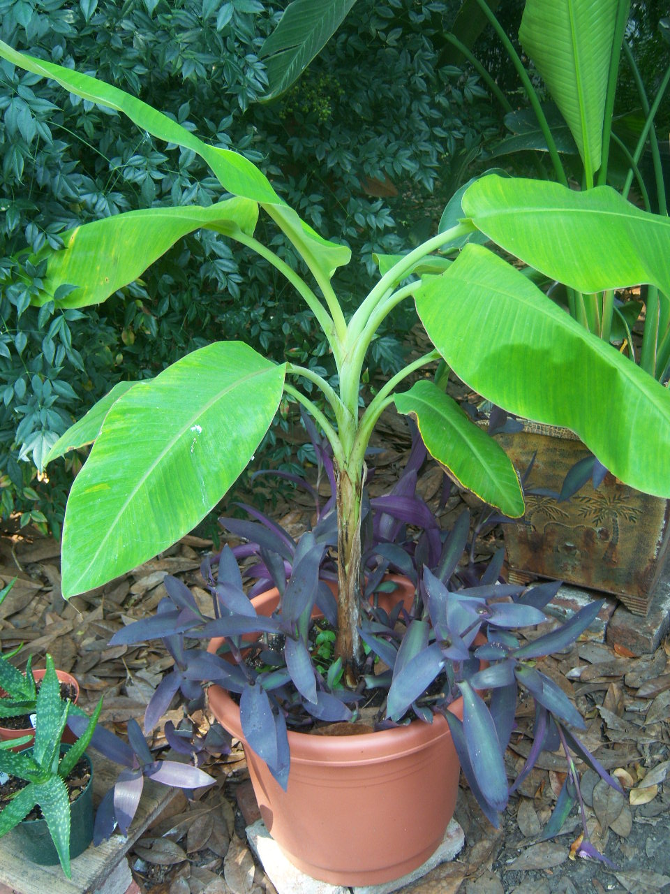 ‘Blue Java’/‘Ice Cream’ Hybrid Banana « The Belmont Rooster
