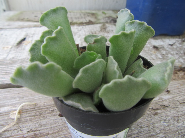 Adromischus cristatus (Key Lime Pie, Crinkle-Leaf Plant)  The Belmont  Rooster