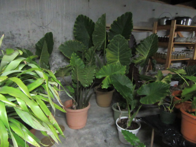 anthurium veitchii Anthurium veitchii  The Plant Lady SF