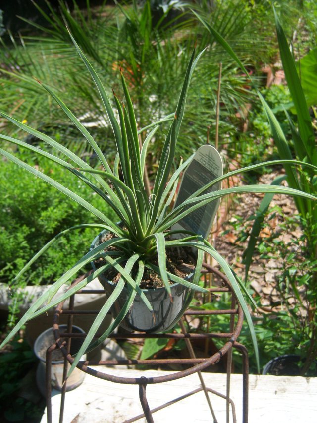 Agave geminiflora 'Rasta Man' (Twin-Flowered Agave)  The Belmont Rooster