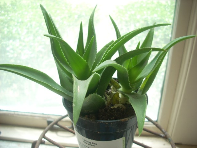 aloe vera liquido Buy Aloe Vera - Liquid Drops - 1oz main image 0