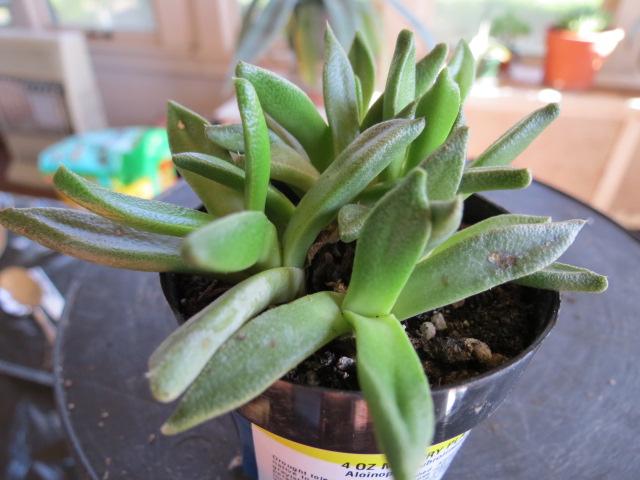 succulent arrangement delivery Succulents Floral Arrangement - Empty Vase