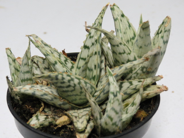 Aloe x 'Wunderkind'  The Belmont Rooster