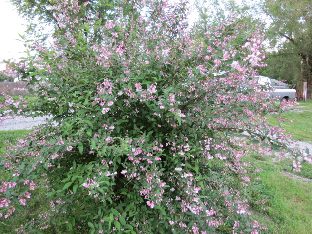 Deutzia scabra (Fuzzy Deutzia) « The Belmont Rooster