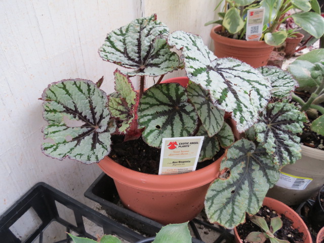 bear paw plant succulent Bear's Paw (Cotyledon tomentosa)