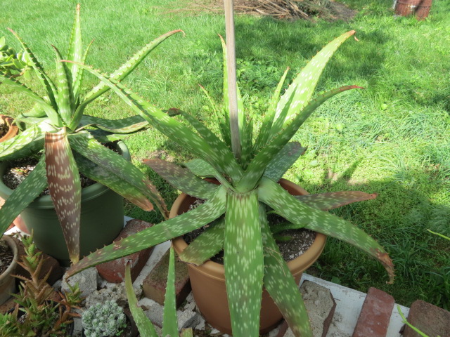 ☆Aloe maculata v. latifolia ☆アロエ/ラティフォリアAC06 Aloe